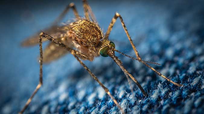 Effektive Mittel gegen Mücken in Skandinavien und Schottland